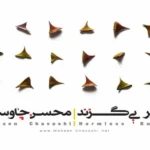 آهنگ امیر بی گزند محسن چاوشی